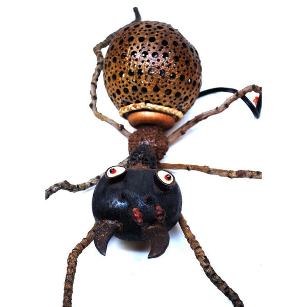 Lamp-coconut shell ant